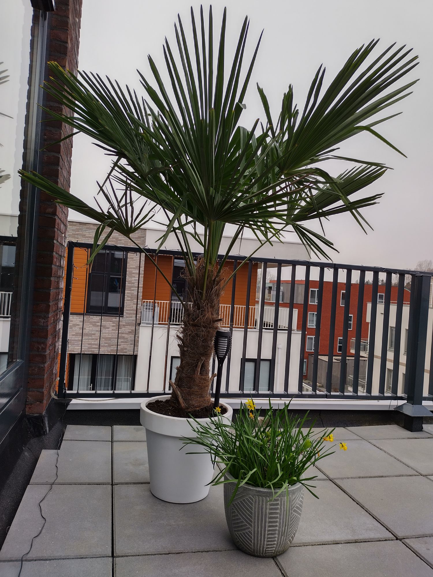 chinese waaierpalm